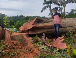 Kecelakaan Kerja, Pria di Kolaka Meninggal Dunia Akibat Tertindih Pohon Durian